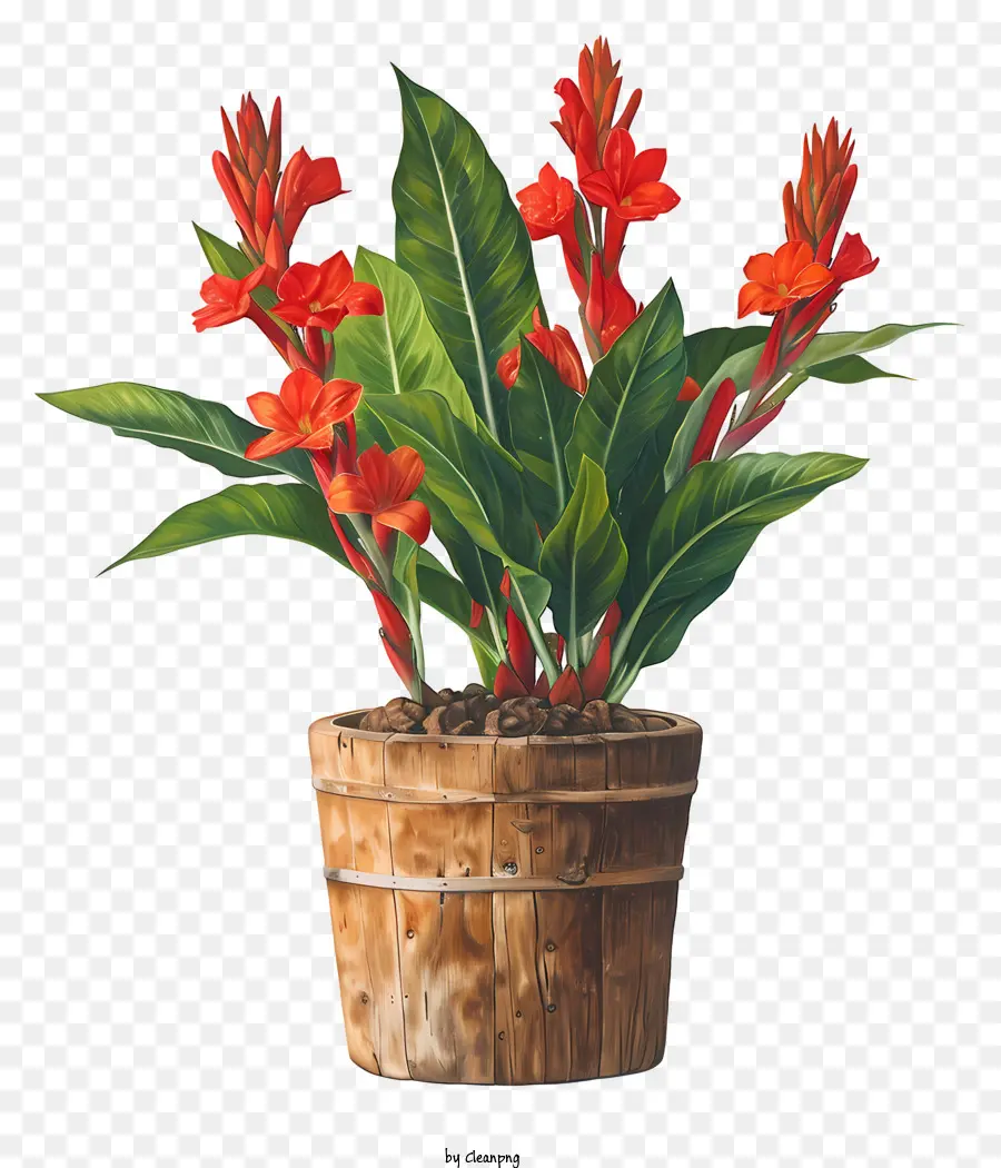 Flor De Canna Indica，Flores Vermelhas PNG