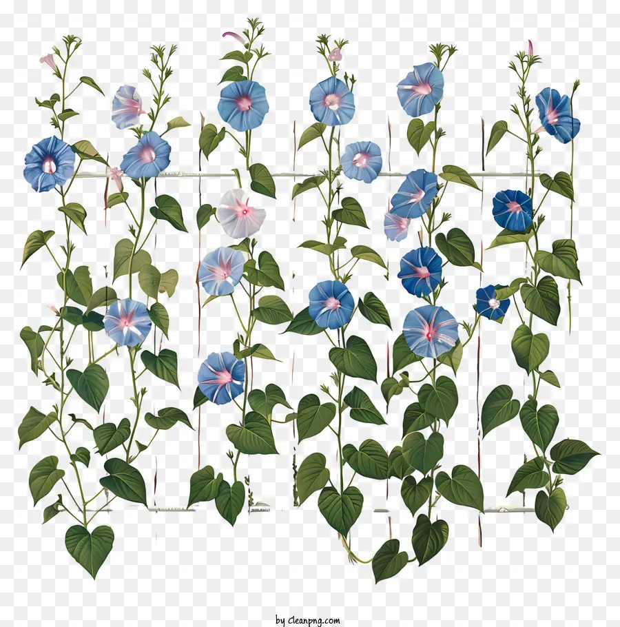 Muro Do Jardim，Flores De Glória Da Manhã Azul PNG