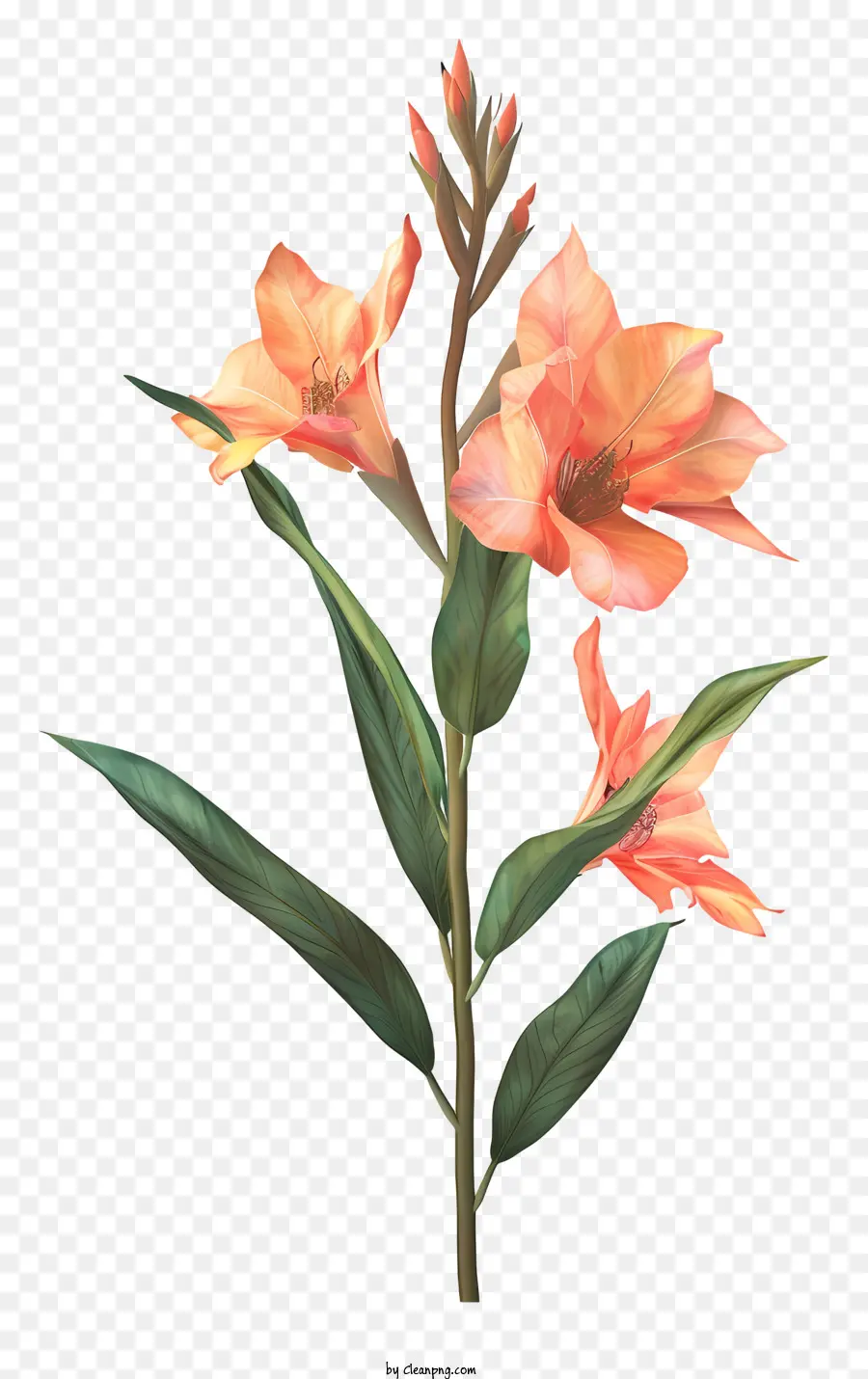 Flor De Canna Indica，Flor PNG