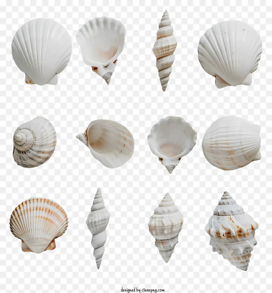 Seashell，Conchas Brancas PNG