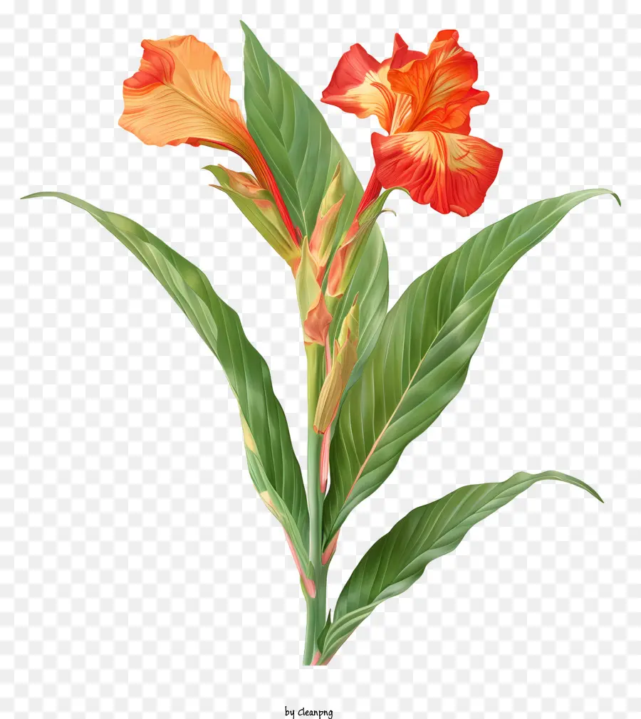 Flores De Canna Indica，Flor Da Laranja PNG