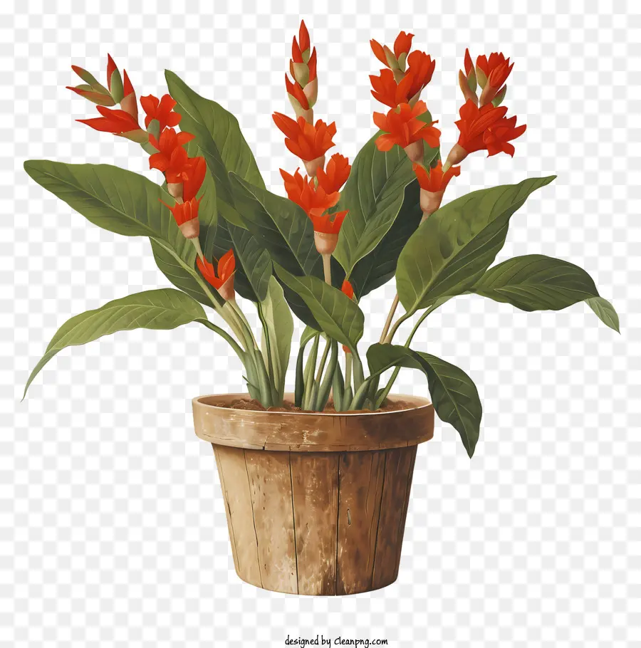 Flores De Canna Indica，Planta De Vaso PNG