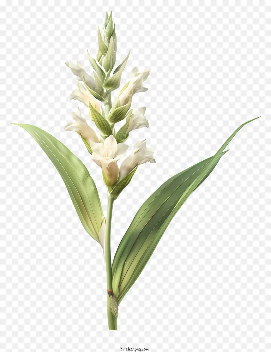 Flores De Canna Indica，White Orchid PNG