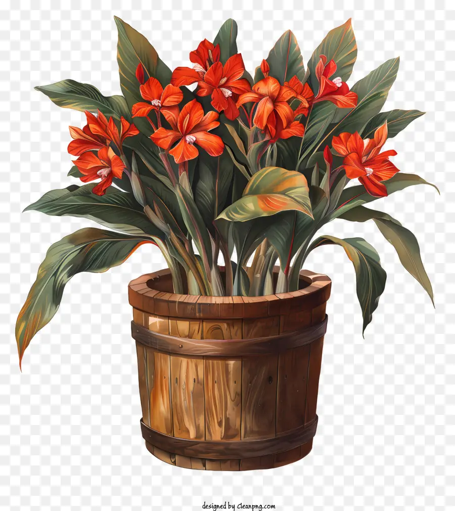Flores De Canna Indica，Plantas Vermelhas PNG