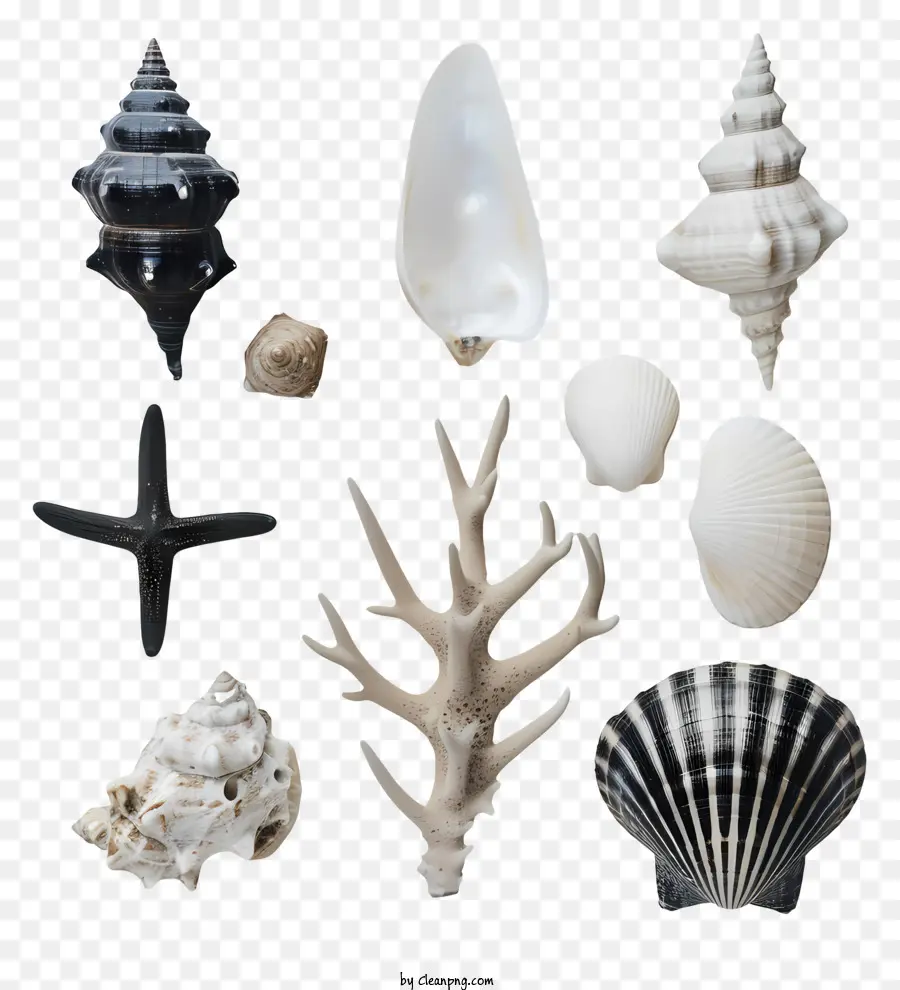 Seashell，Conchas PNG