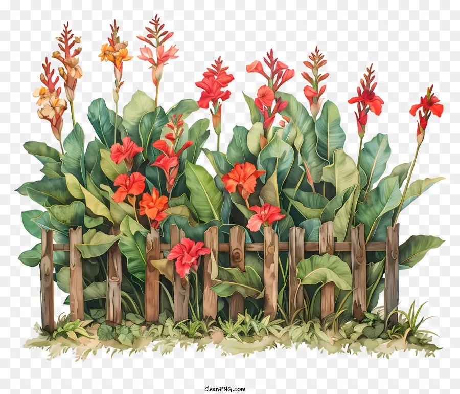 Flores De Canna Indica，Pintura Das Flores PNG