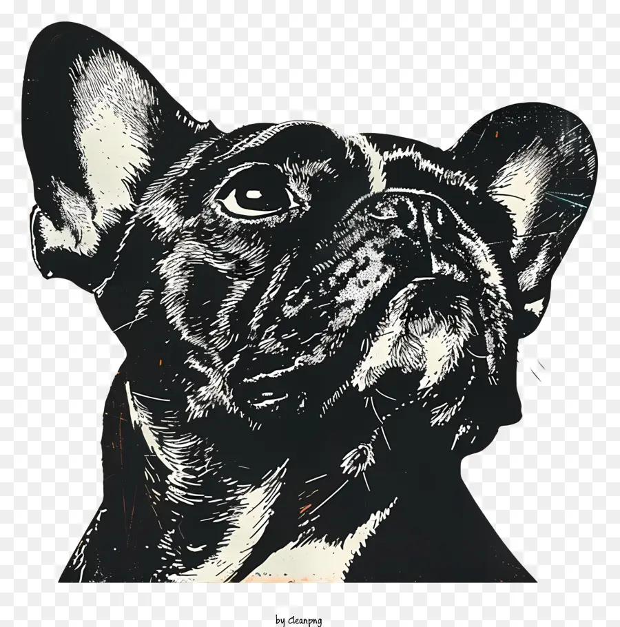 Bulldog Francês，Cachorro PNG