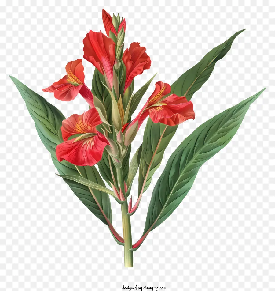 Flores De Canna Indica，Flor Vermelha PNG