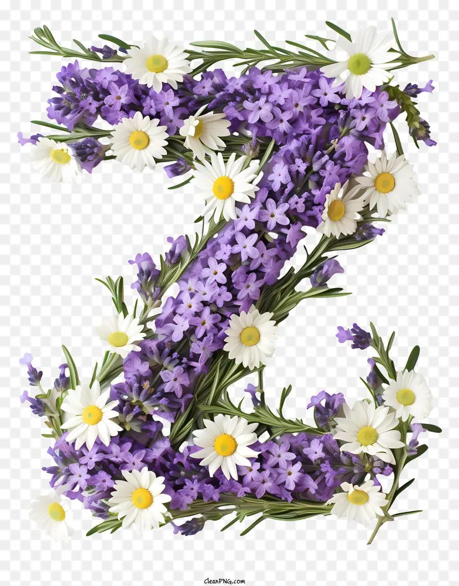 Carta Floral Z，Margarida PNG