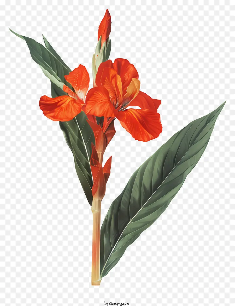 Flores De Canna Indica，Flor De Gengibre PNG