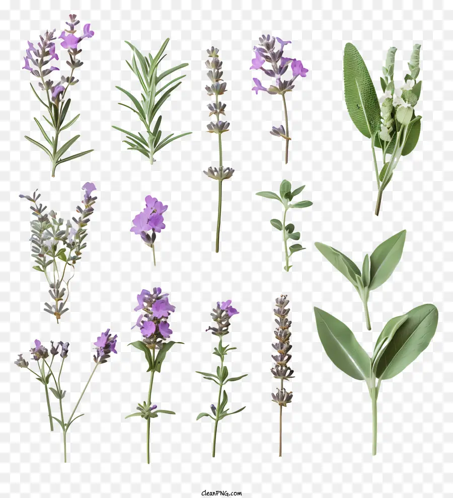 Flores De Lavanda，Sage PNG