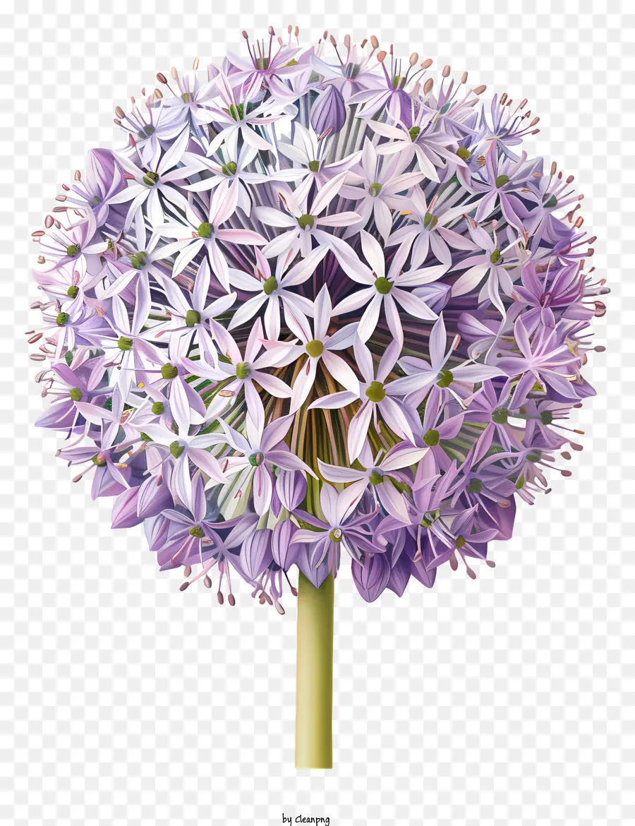 Flores Allium Giganteum，Flor Roxa PNG