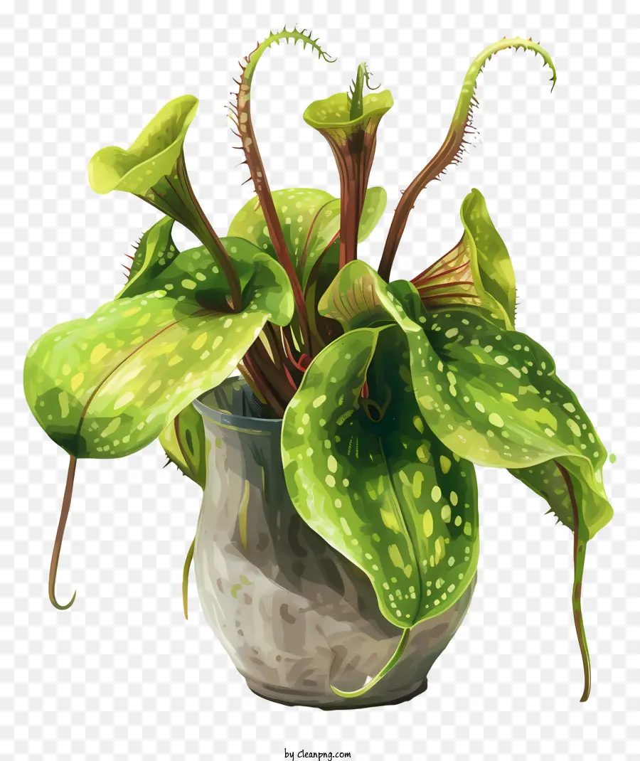 Nepenthes，Planta Em Vaso PNG