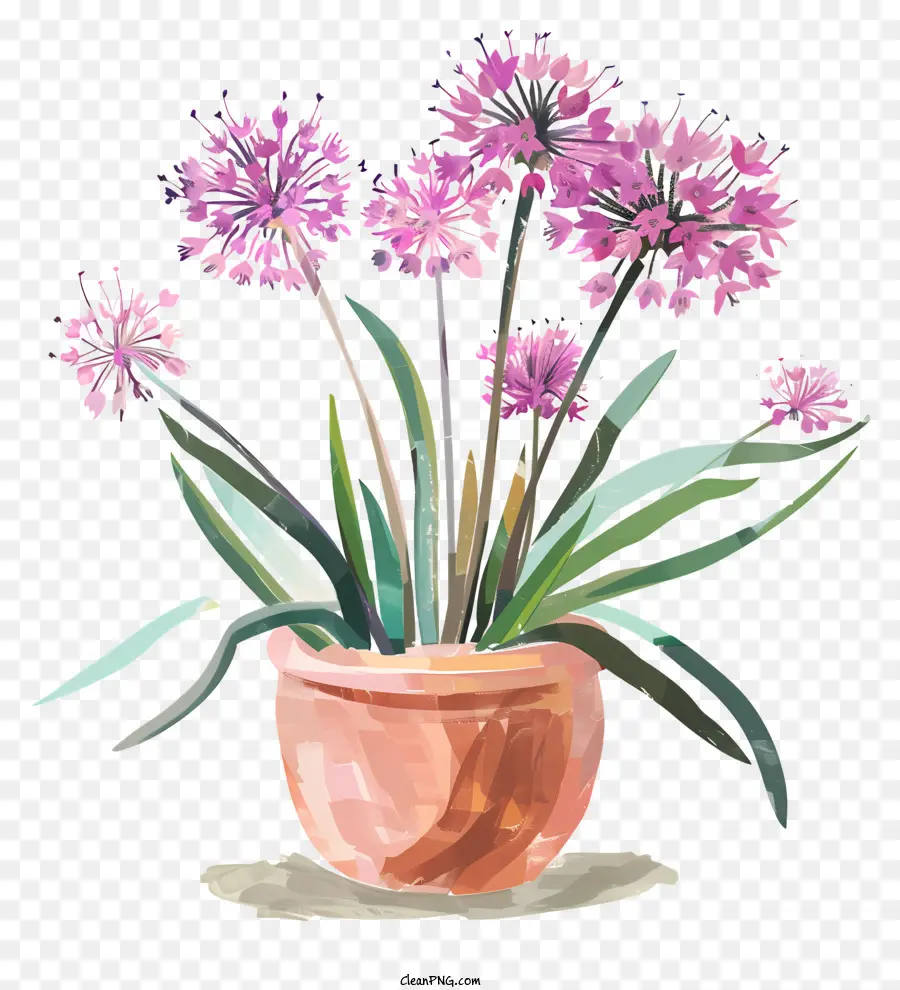 Flores De Giganteum Allium，Vaso De Flores PNG