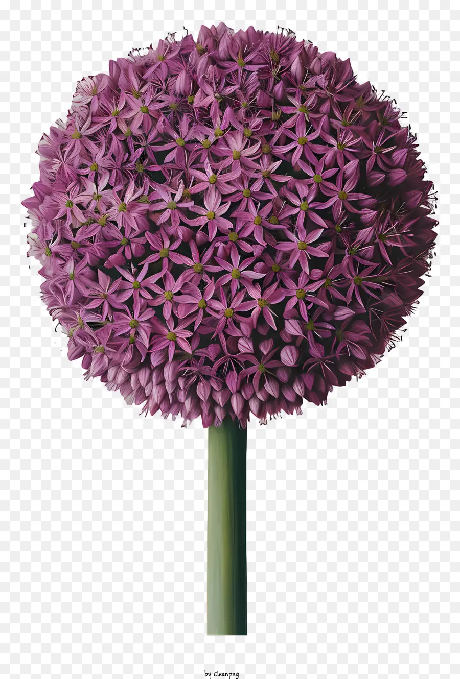 Flores De Giganteum Allium，Cebola Roxa PNG