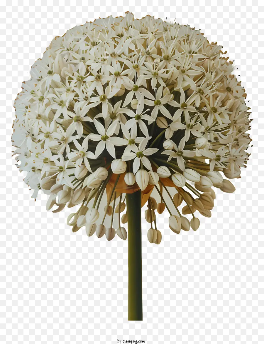 Allium Giganteum Flores，Cebola Branca PNG