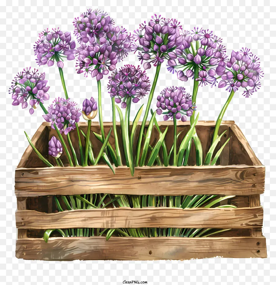 Flores De Giganteum Allium，Cebola Roxa PNG