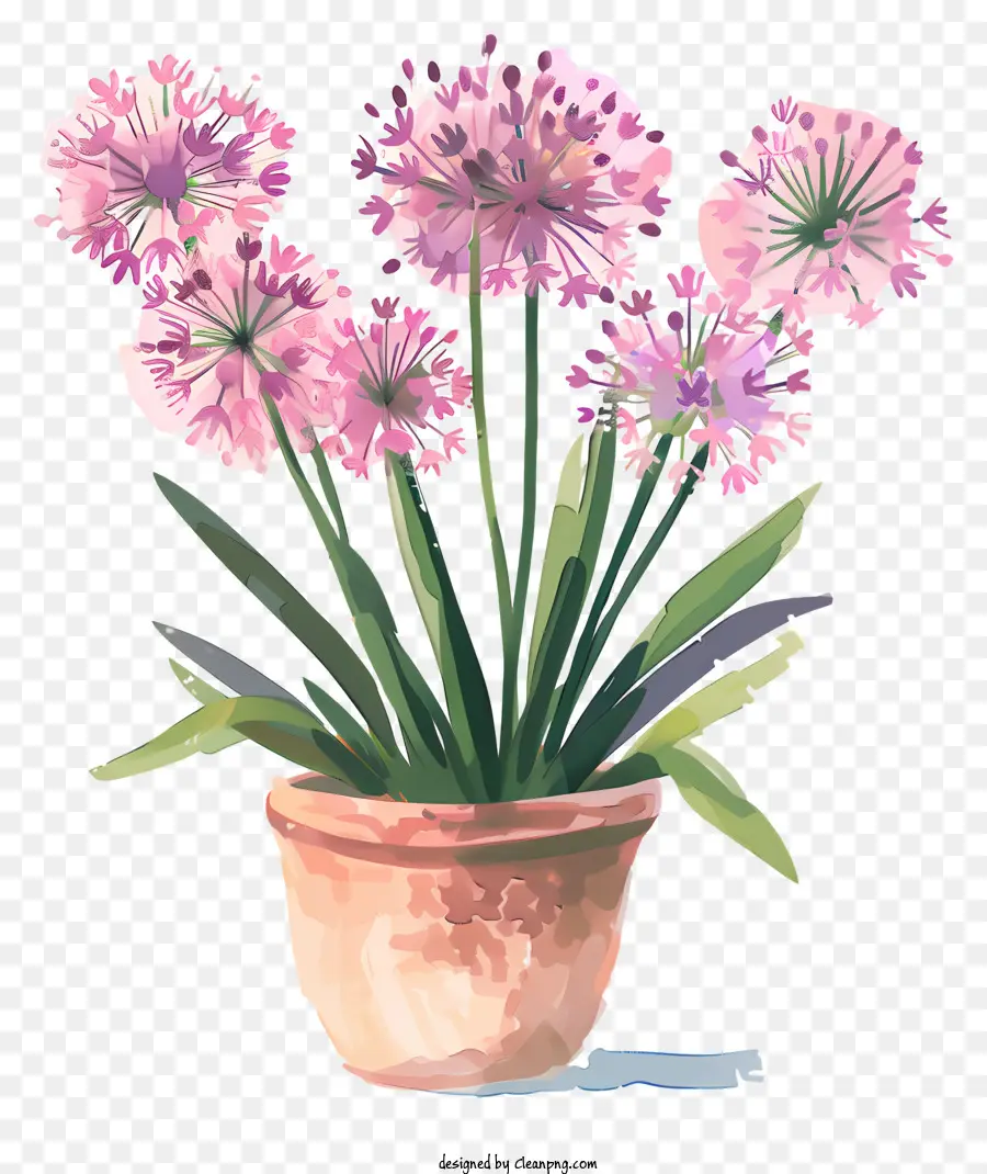 Flores De Giganteum Allium，Planta De Vaso PNG