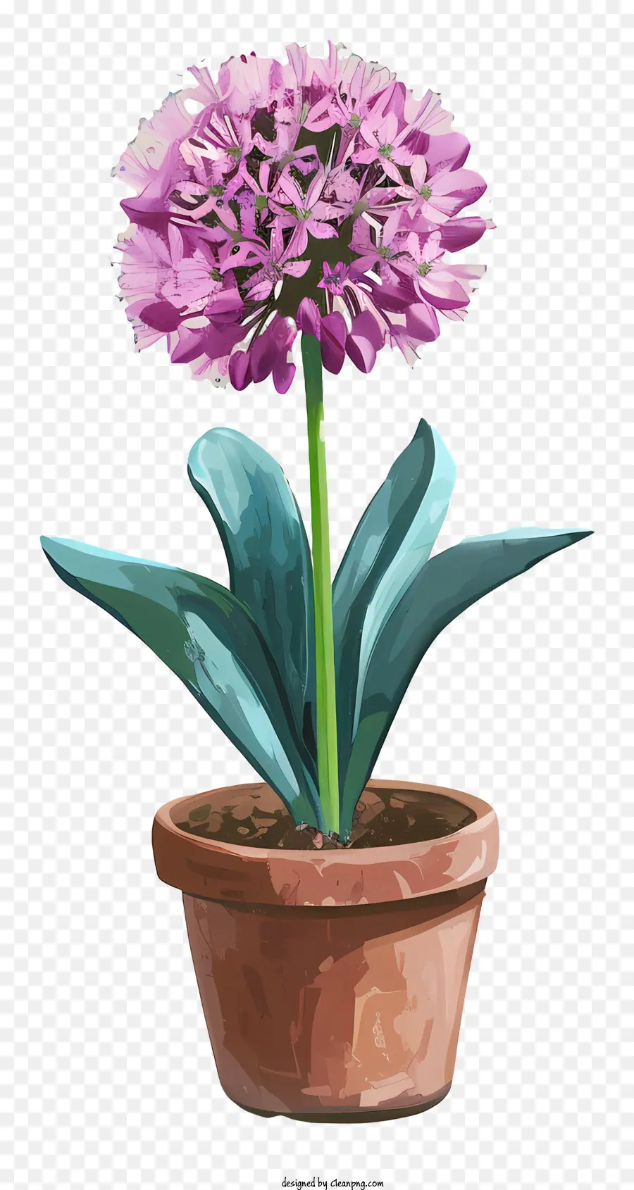 Flores De Giganteum Allium，Flor Roxa PNG