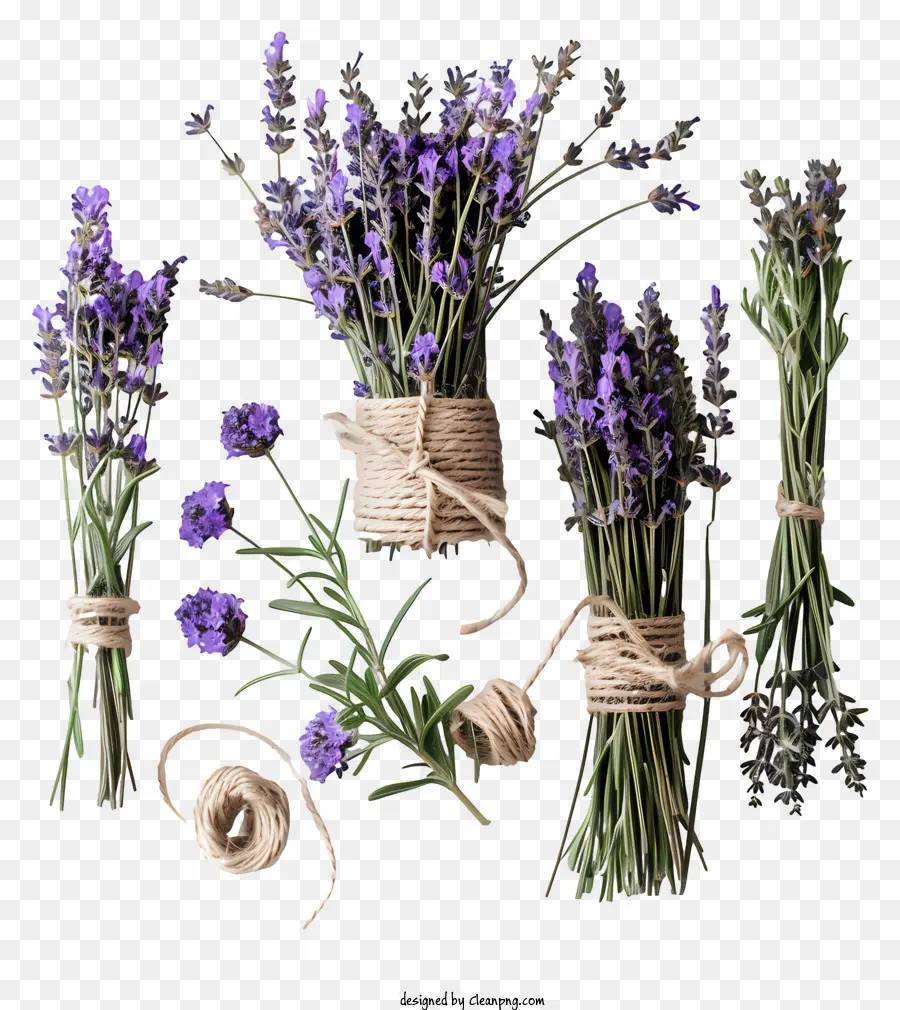 Flores De Lavanda，Lavanda PNG