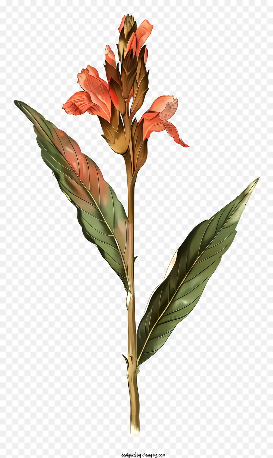Flor De Canna Indica，Flor Vermelha PNG