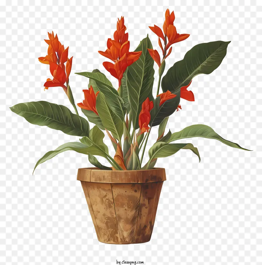 Flor Canna Indica，Flores Vermelhas Em Vaso PNG