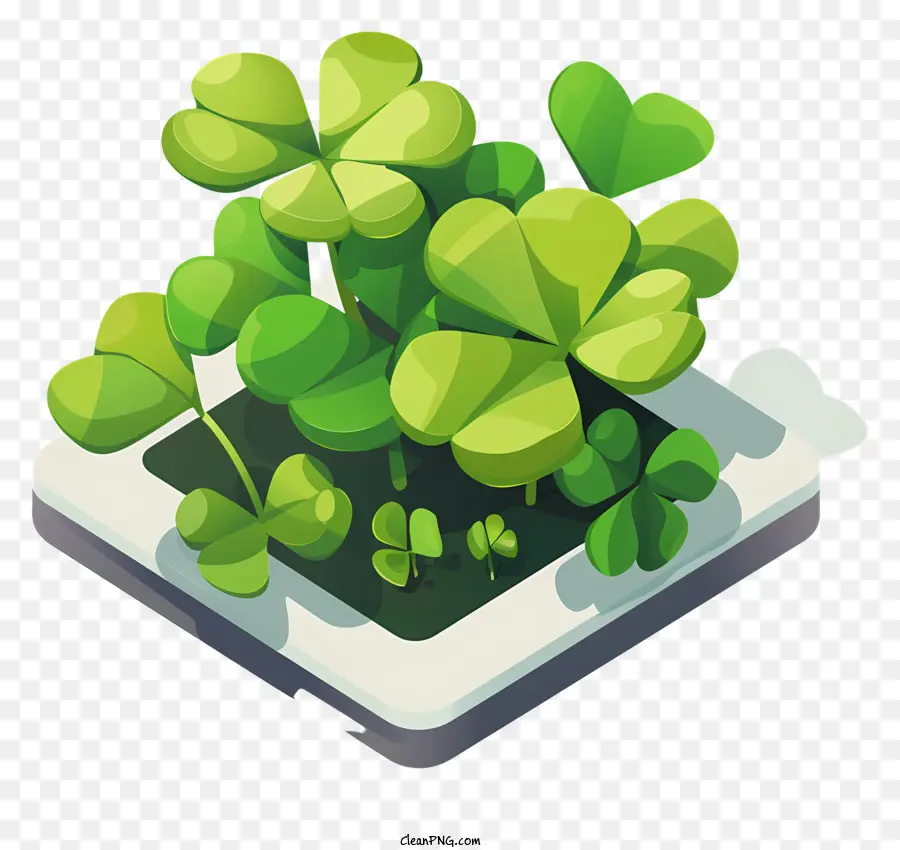 St Patricks Day Shamrock，Plantas Shamrock PNG