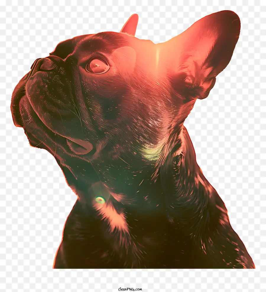 Buldogue Francês，Bulldog Francês Luz Vermelha PNG