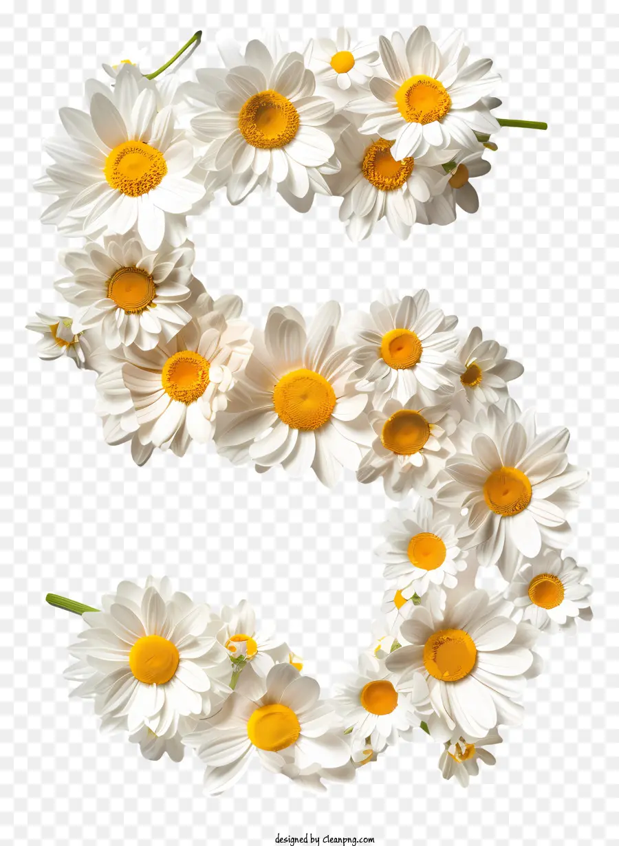 Número Floral Cinco，Margarida PNG