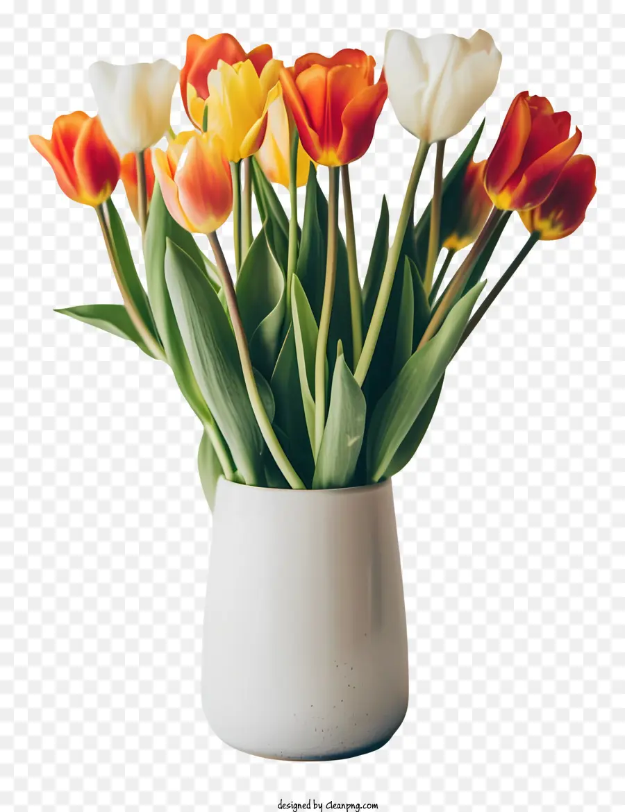 Olá Primavera，Tulipas PNG