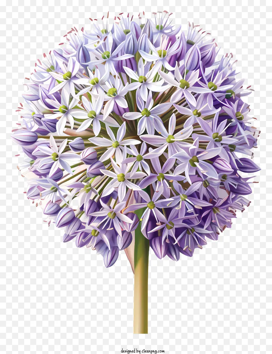 Flores Allium Giganteum，Flor Roxa PNG