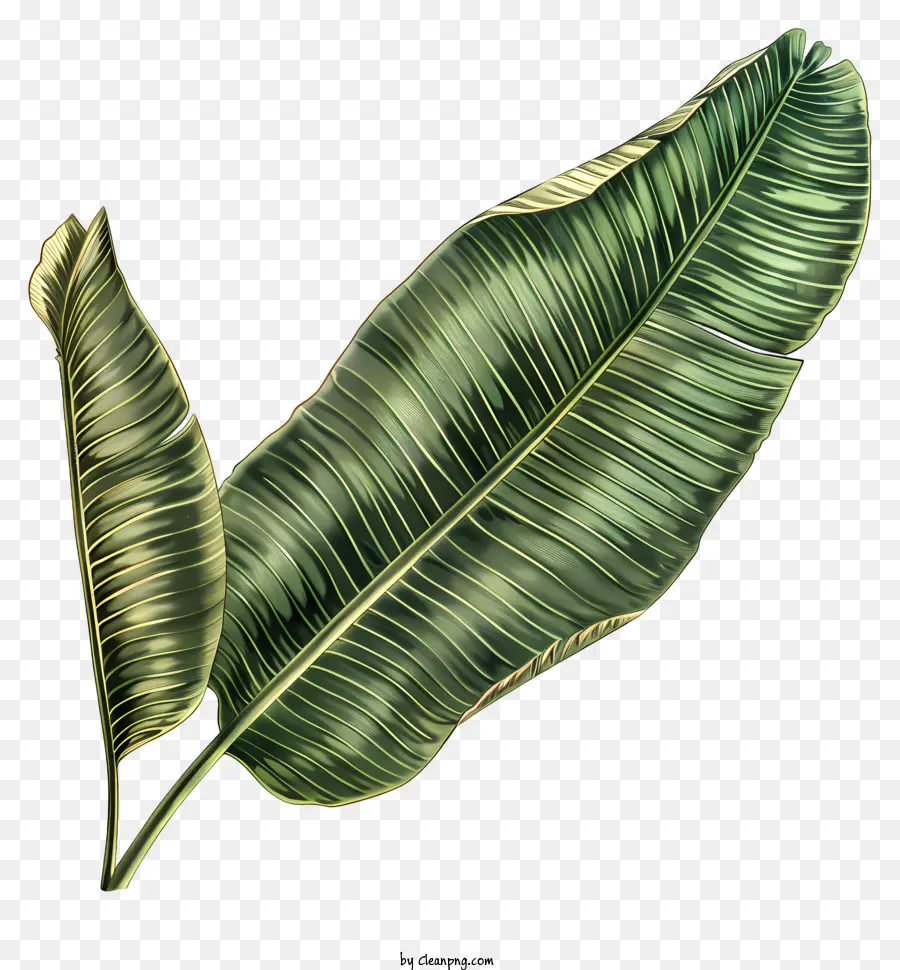 Folha De Bananeira，Plantas Tropicais PNG