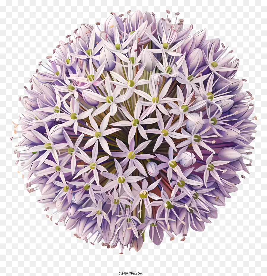 Allium Giganteum Flores，Flor Lilás PNG