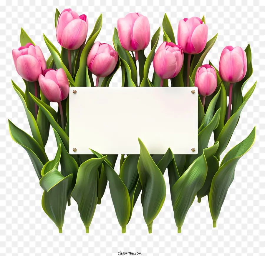 Placa De Sinal De Flores Da Primavera，Tulipas Cor De Rosa PNG