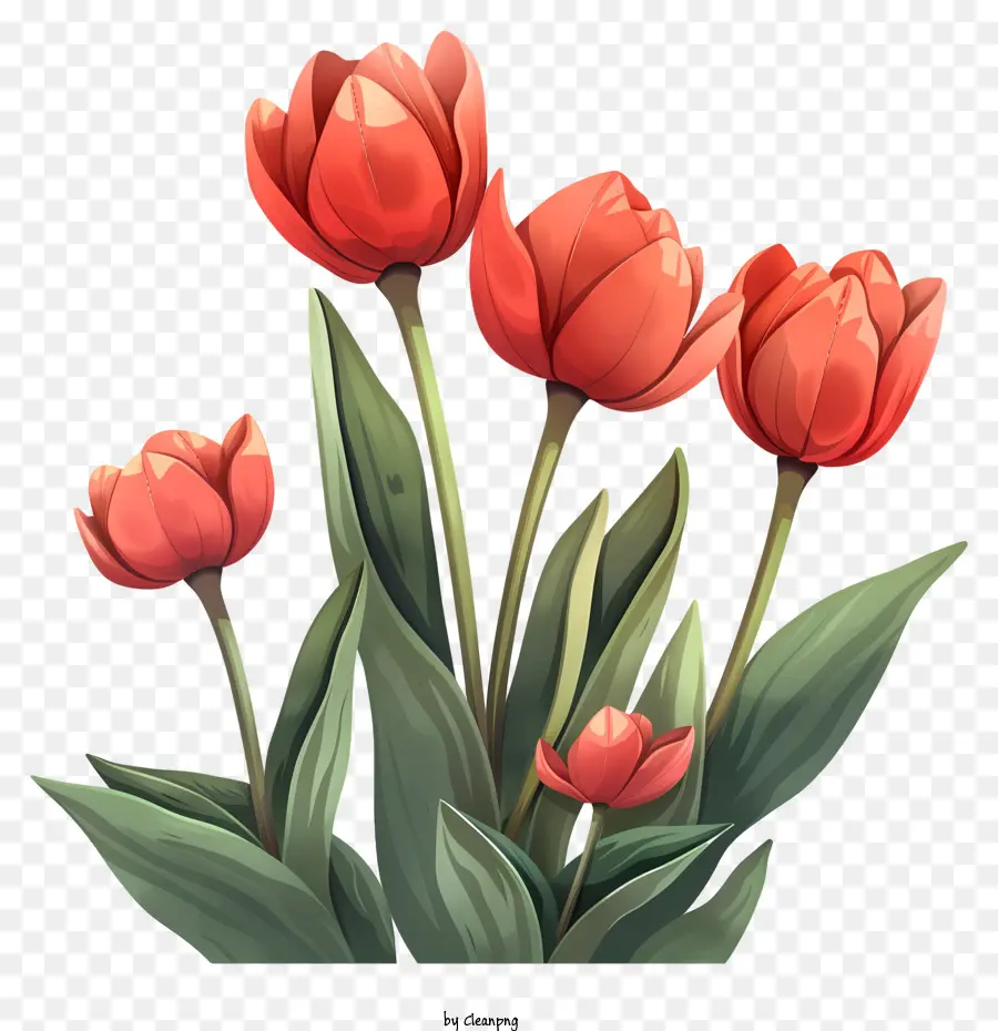 Olá Primavera，Tulipa Vermelha PNG