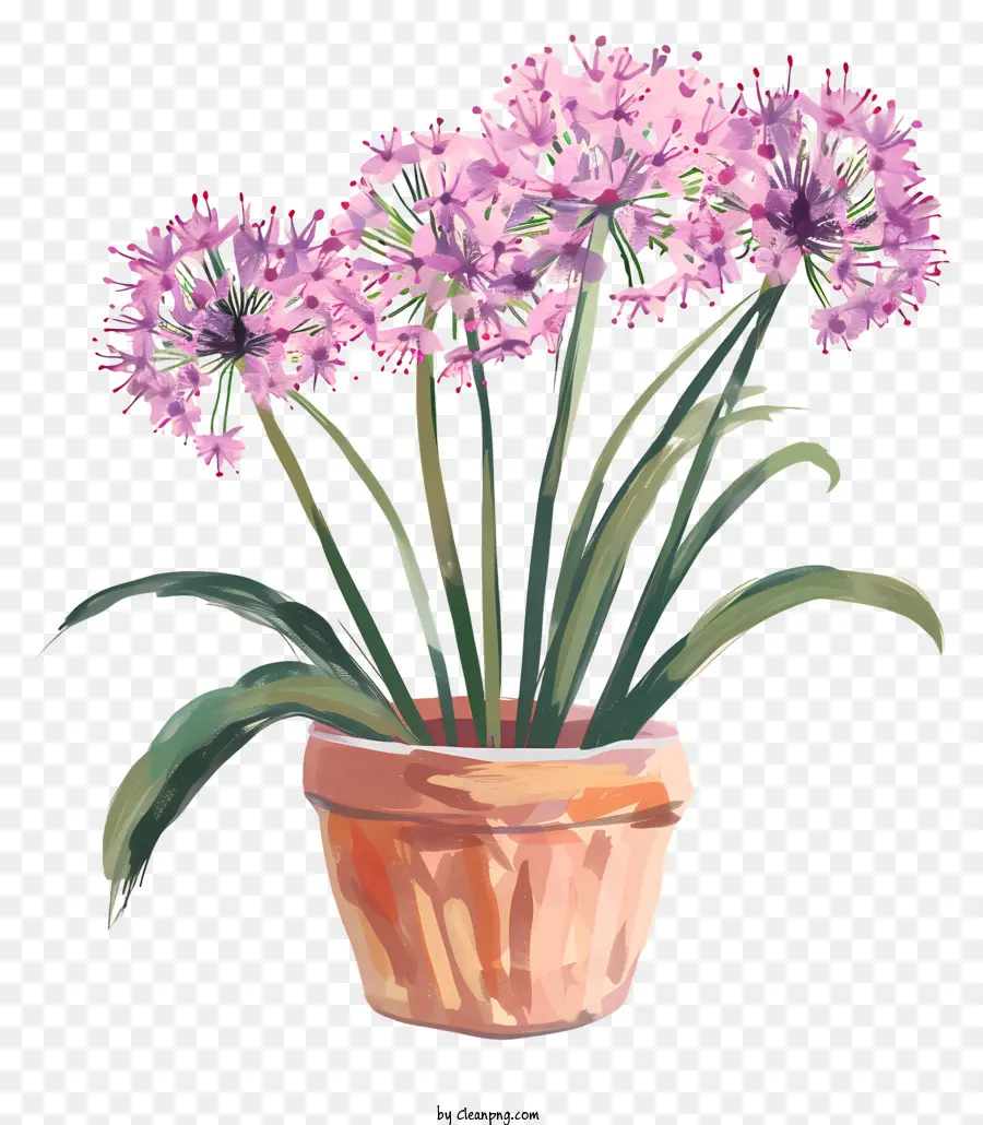 Flores Allium Giganteum，Planta Em Vaso PNG