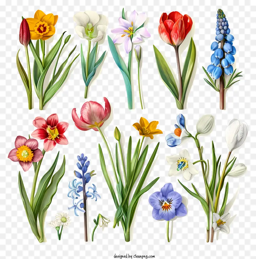 Olá Primavera，Flores Da Primavera PNG