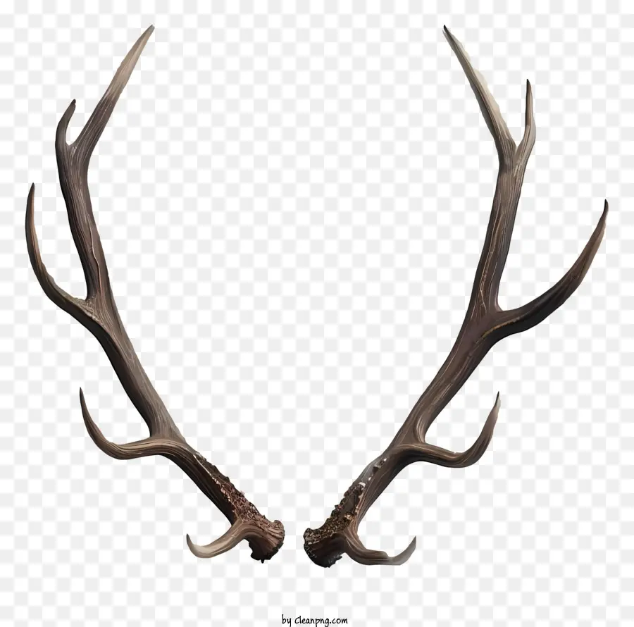 Antler，Os Chifres De Veado PNG