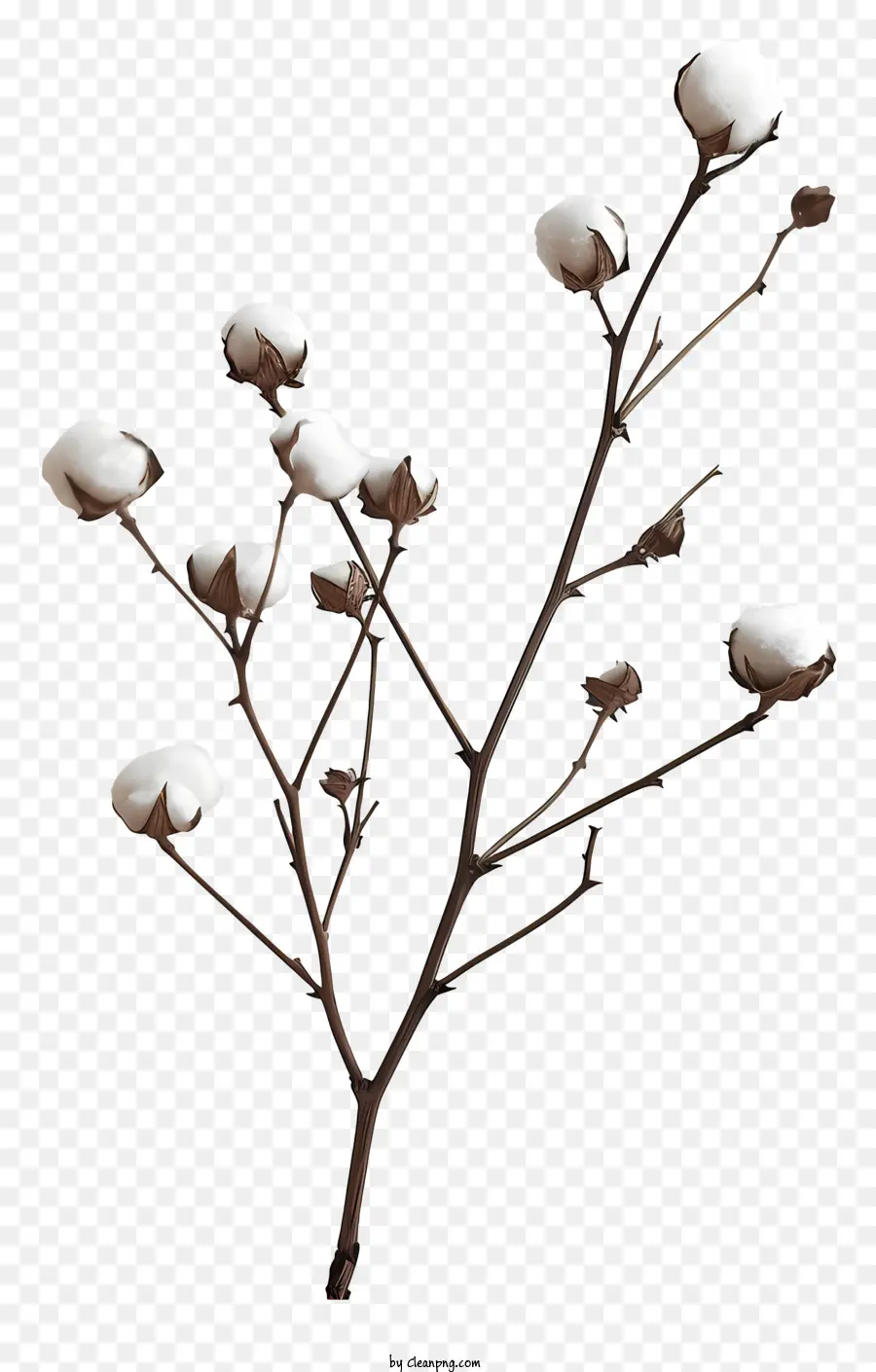 Galho De Algodão Fofo，Flor De Algodão Branco PNG