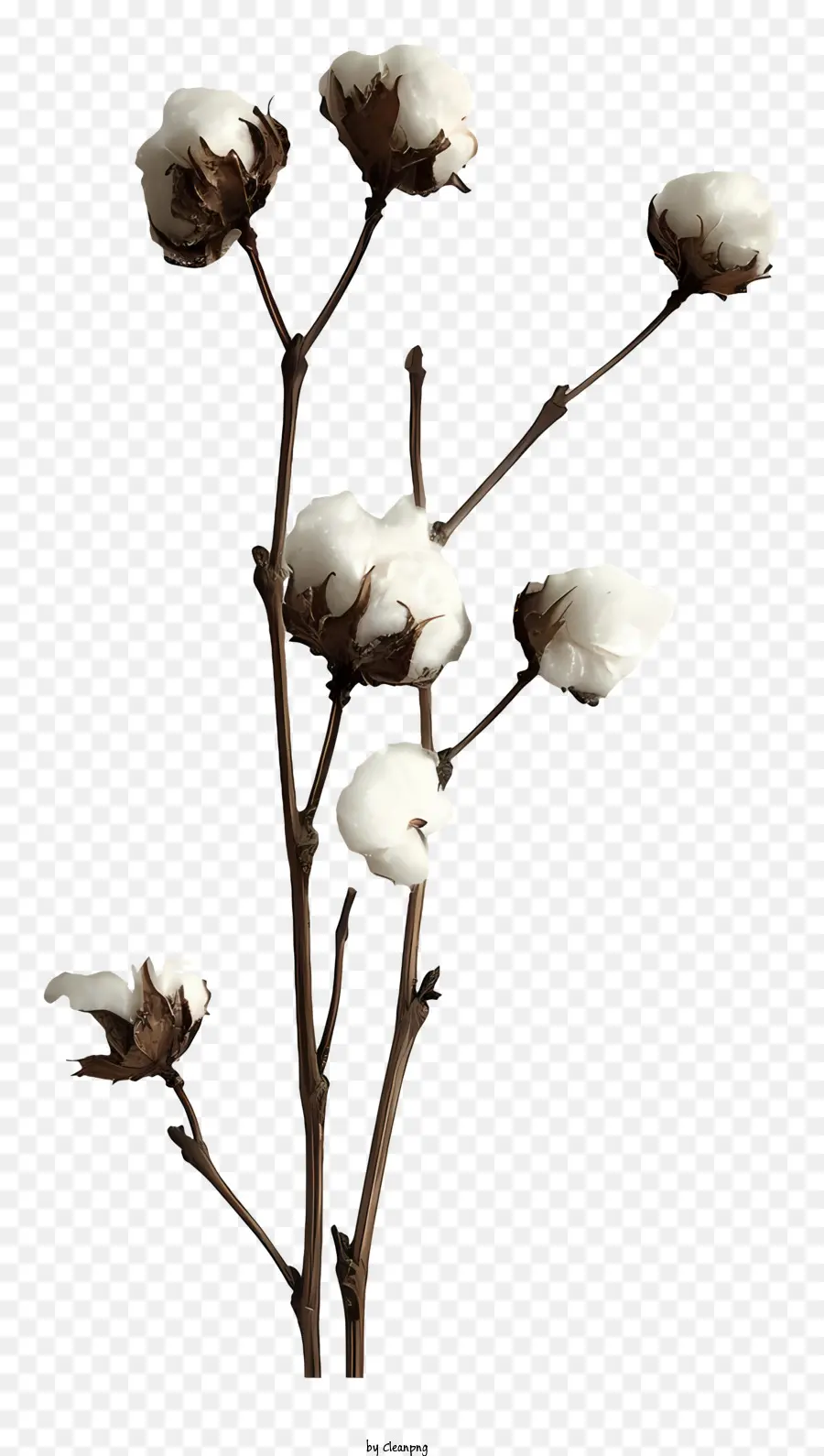 Galho De Algodão Fofo，Flores De Algodão Branco PNG