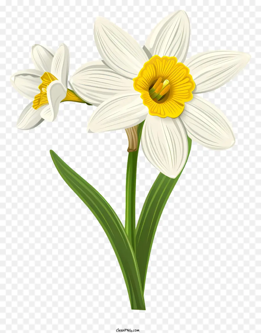 St Davids Dia，Daffodil Branco PNG