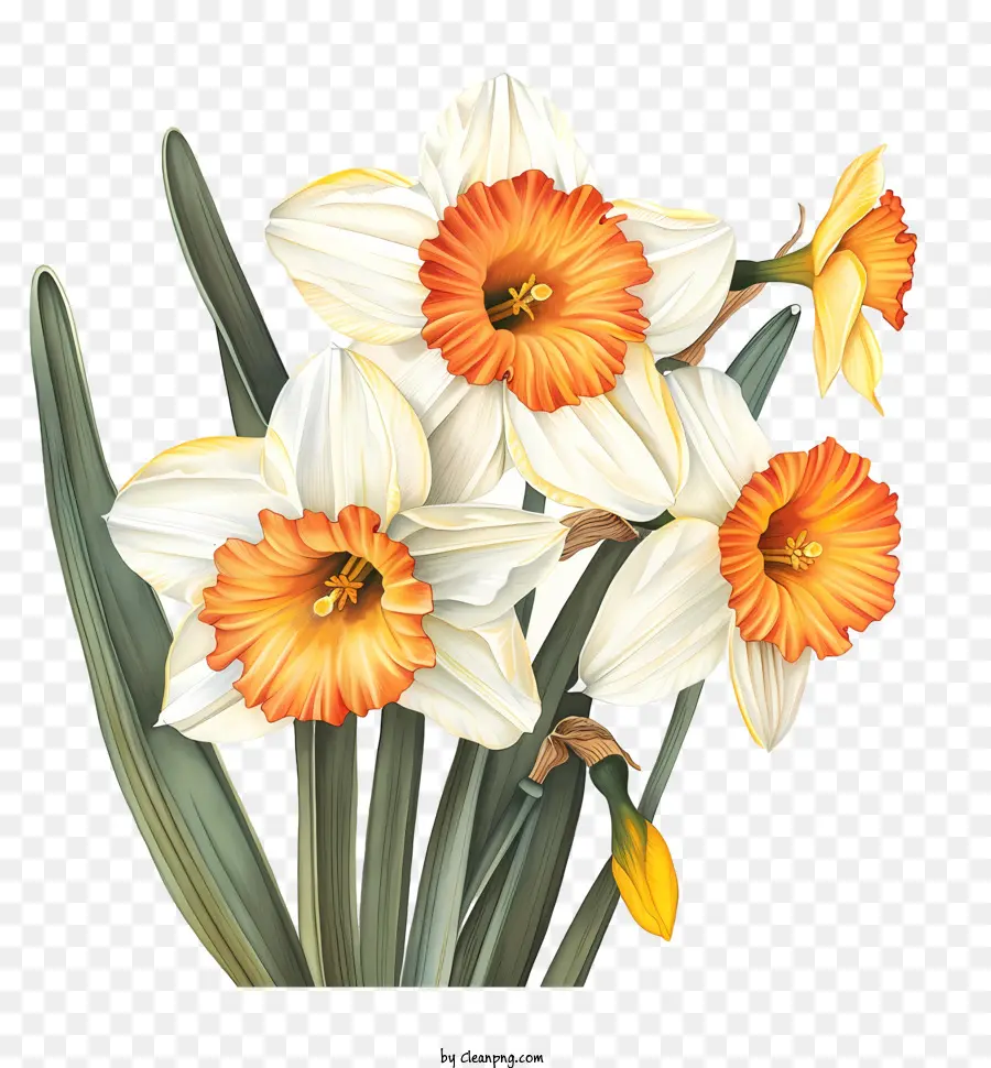 St Davids Dia，Narcisos PNG