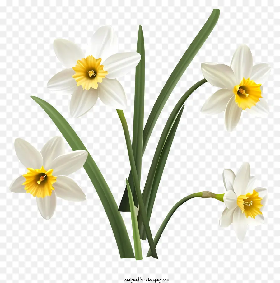 St Davids Dia，Narcisos Brancos PNG
