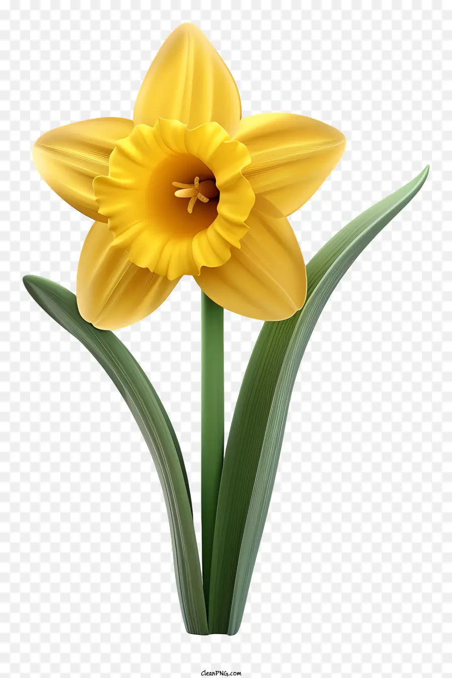 St Davids Dia，Daffodil Amarelo PNG