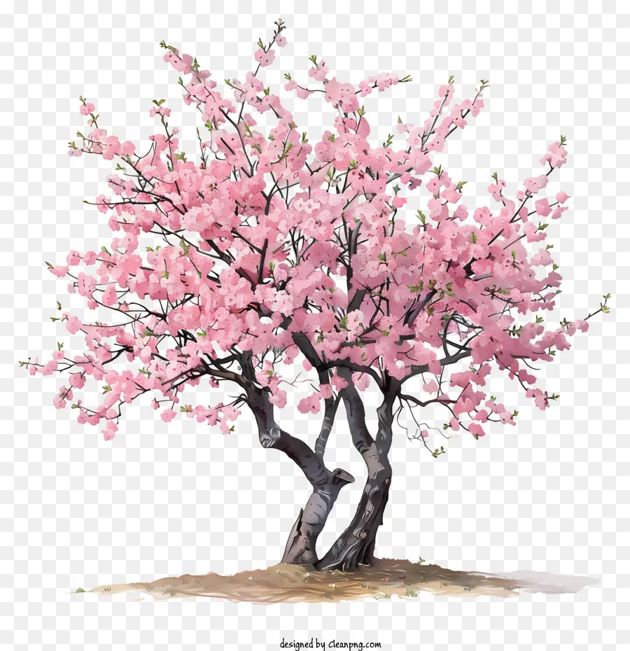 Flor De Cereja árvore，Flores Cor De Rosa PNG