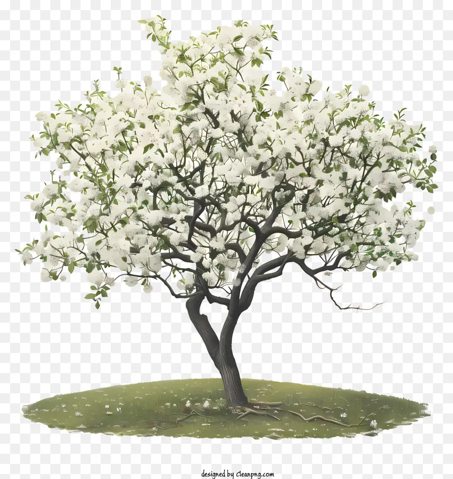 árvore Da Primavera，árvore De Maçã PNG