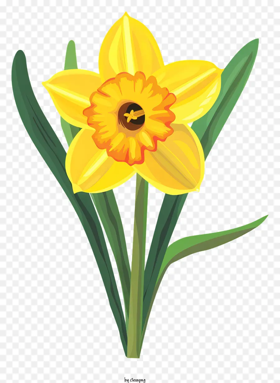 St Davids Dia，Daffodil Amarelo PNG
