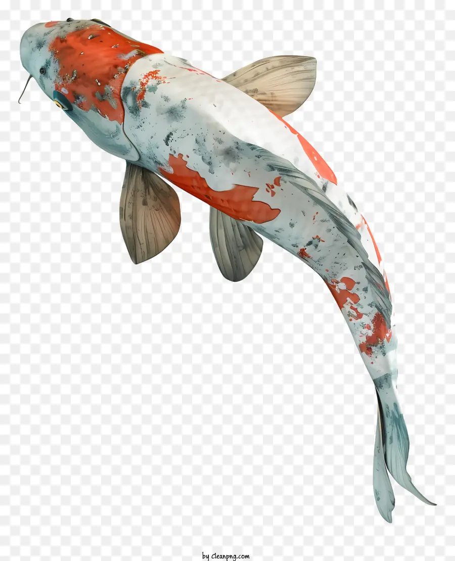 O Peixe Koi，Peixe PNG
