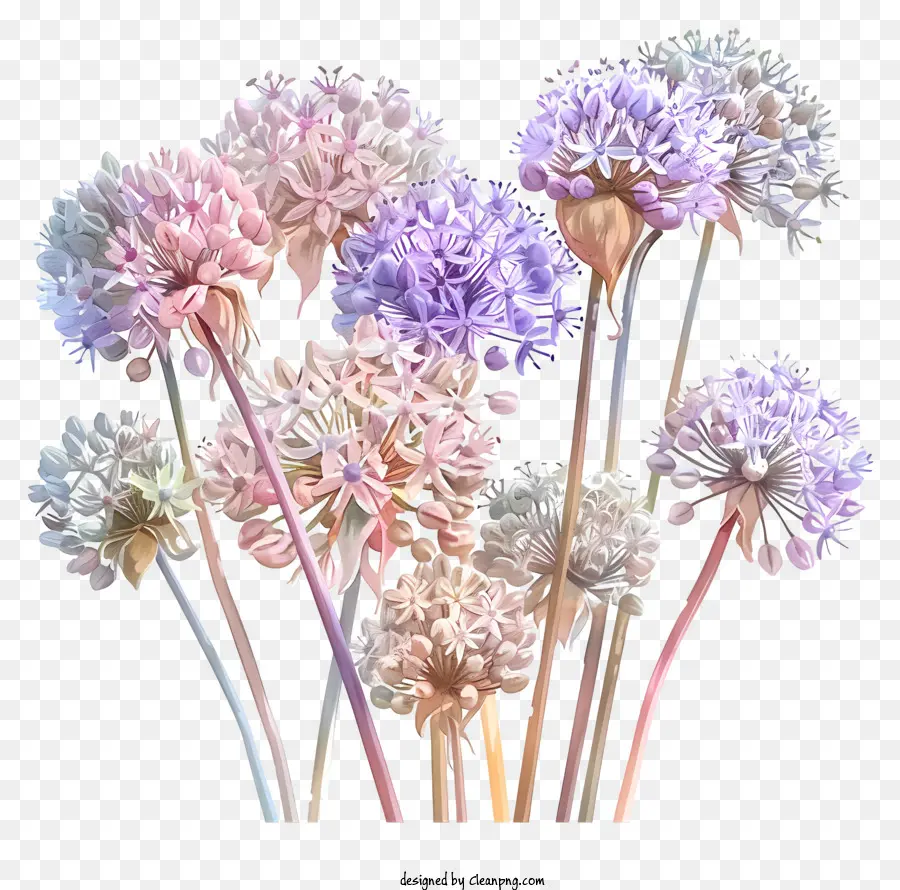 Flores Allium Giganteum，Flores PNG