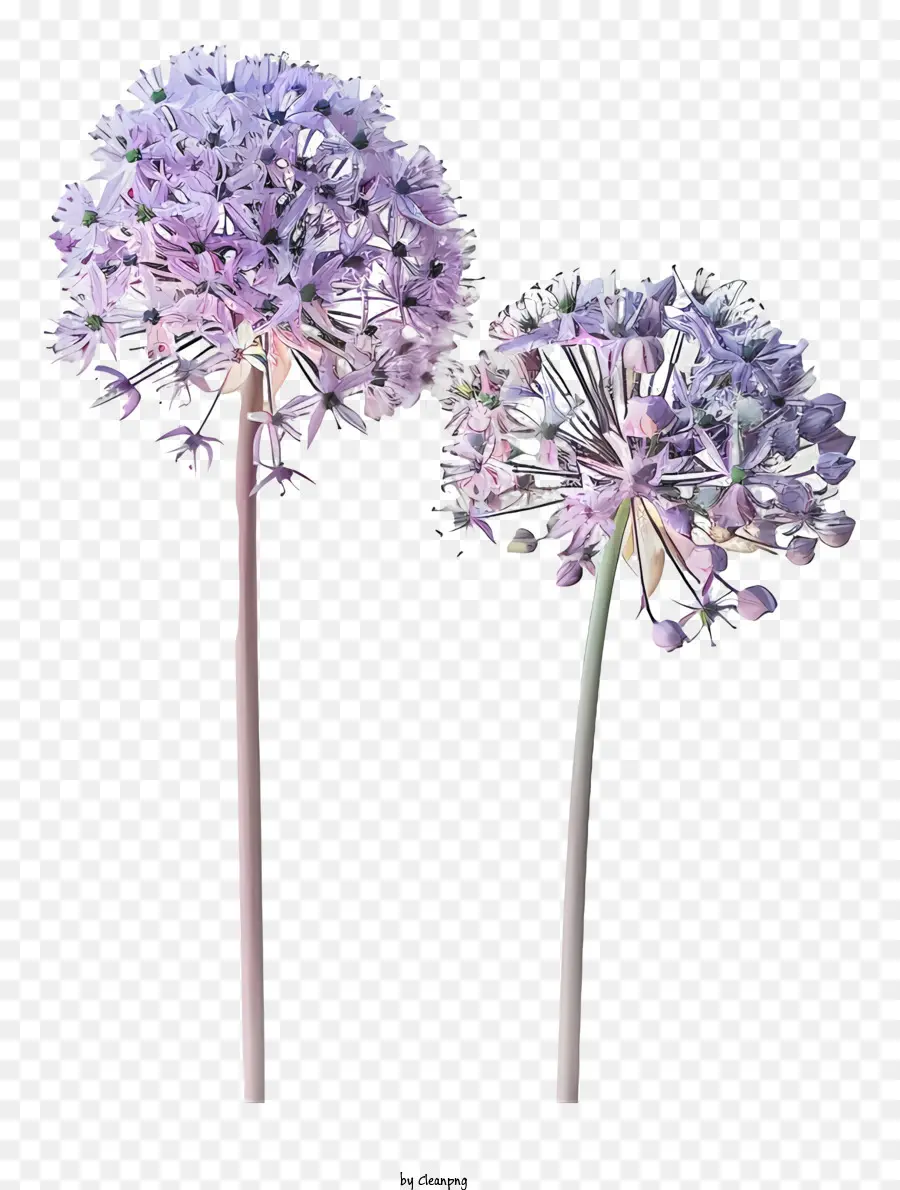 Allium Giganteum Flores，Flores Brancas PNG